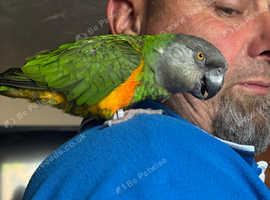 Male Senegal parrot  (please read description)