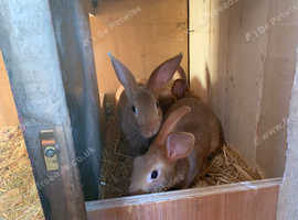 Silver Fawn Baby Rabbits