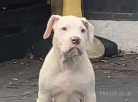 BARGIN LAST BIG STRONG BOY £900 American XL Bully pups