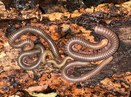 Adult Ghana Speckled Leg Millipede (Telodeinopus aoutii) x 1
