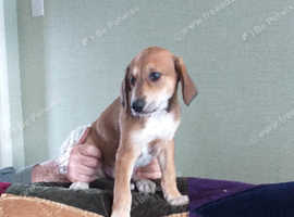 Lurcher Dogs Puppies For Sale Rehome In Nelson Find Dogs