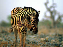 WILDLIFE & ENVIRONMENTAL CONSERVATION - UK & SOUTH AFRICA