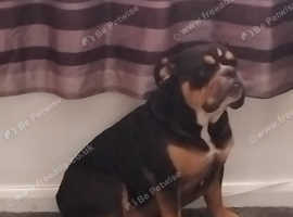 Old tyme bulldog