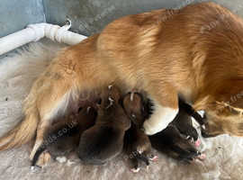 Welsh Pembroke corgi puppies