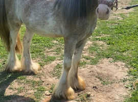 Gorgeous Red and Blue Blagdon Mini Cob Gelding For Sale
