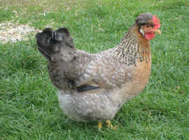 Point Of Lay Cream Legbar Pullets For Sale