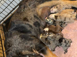 Kc registered beautiful English bulldog pups