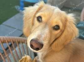 Miniature long haired cream dachshund