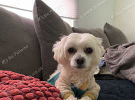 NO LONGER AVAILABLE- decided not to rehome- Lilly and Teddy looking for a new home as a pair only