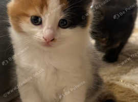 Selling kitten