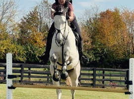 16hh Mare Throughbred Horse for sale