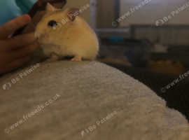 dwarf hamster lifespan MK long  Dwarf hamster, Hamster, Hamster