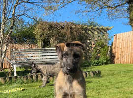 IKC Irish wolfhound pups