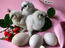 Pure white silkie and USA silkie hatching eggs x 6
