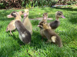 Indian Runner Ducklings
