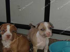 Staff bull terrier puppy's