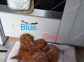 KC Red Toy poodle puppies first vaccination completed and vet health check