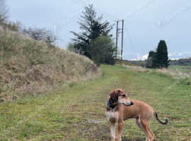 Saluki x greyhound bull cross pup