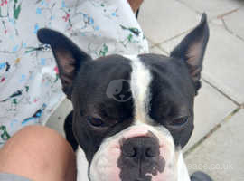 Two year old Boston terrier