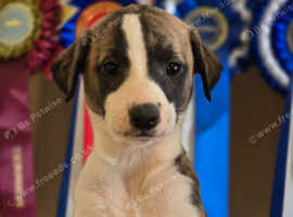 Kc reg whippet litter work/pet/show