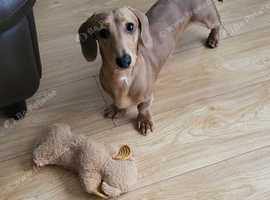 7 month old mini dachshund