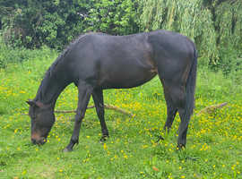 Beautiful TB Mare/Project For Sale