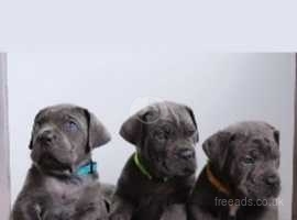 Top 151 Cane Corso Names  The Dog People by