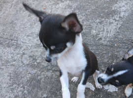 Tea cup male chihuahua puppy