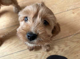 Absolutely gorgeous cockapoo puppies for sale