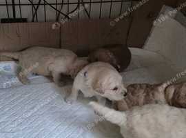 5 F1b adorable cavapoos