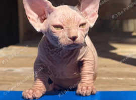 Bambino's and sphynx kittens