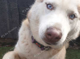 Stella and bella want to stay together..