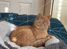 Orange Male - 2yrs 9m - Levi
