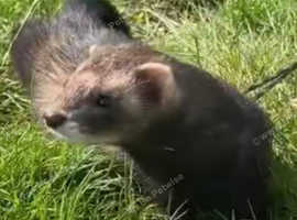 Male eu polecat hob
