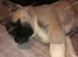 American Akita Puppy in Leicester LE3 on Freeads Classifieds - Akitas