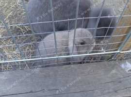 1 boy holland lop rabbits for sale