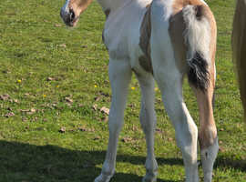 buckskin and white colt to make 15.2hh wpb
