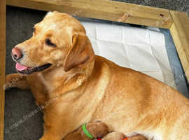 Champion Bloodline KC Labrador Retriever Puppies