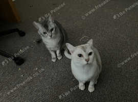 NEED A LOVING HOME: BROTHER AND SISTER