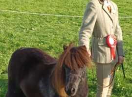 Freelance groom