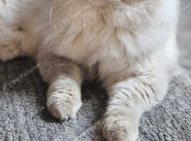 Gccf ticca registered male ragdoll