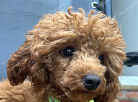 Lady kc reg red toy poodle 6'm old