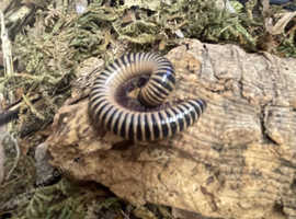 Various millipedes