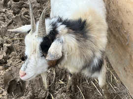 3 dwarf dairy goats