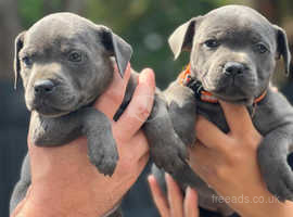 Blue staffy puppies for sale sales north west