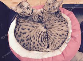 Ena (Egyptian mau) missing from Chelsfield, Orpington area