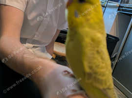 Budgie. Hand tamed baby budgie for sale