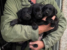 Cracking black Labrador dogs