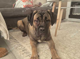 Cane corso girl