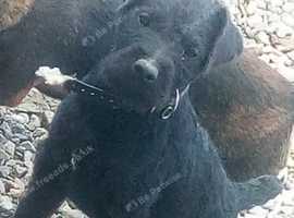 Patterdale bitch pup